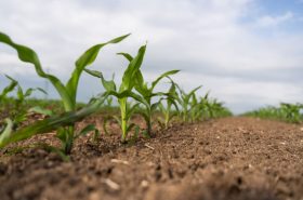 Demonstration in Maize