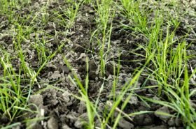 Demonstration in Spring Barley