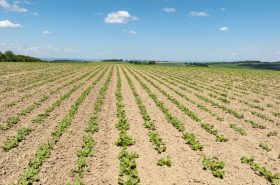 Demonstration in Sugar Beet