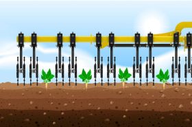 Row cultivation – row spacing: 50 cm