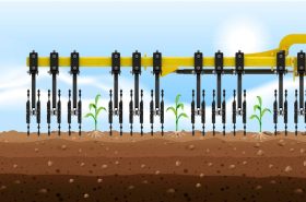Row cultivation – row spacing: 70 / 75 / 80 cm