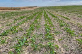Strip-till + setí