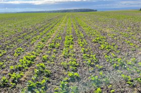 Mělké celoplošené zpracování + technologie strip-till + setí