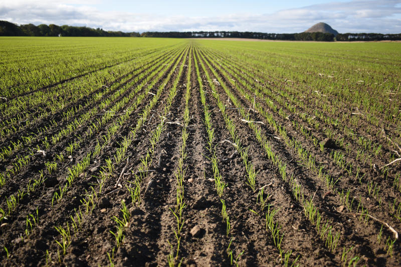 Precise and well-established growth with the OMEGA OO_FL seed drill