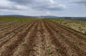 STRIP-MASTER EN 6000 equipped with seed coulters