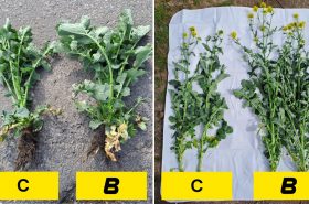 EKOTECH_Control_plus_Matador_rapeseed_detail_Oseva_Agri