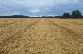Problematic distribution of harvest residues after passes by the combine