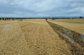 Spreading harvest residues with the STRIEGEL-PRO PN straw harrow