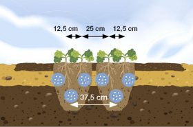 The crop is established in double rows