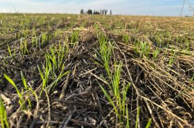 Winter wheat sown into the intercrop, sown on October 5th, seeding rate 190 kgha.