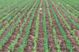 Implementing Precision Farming Technologies