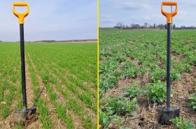 Контрольний посів та висів ріпаку і пшениці сівалкою для прямого посіву DIRECTO NO