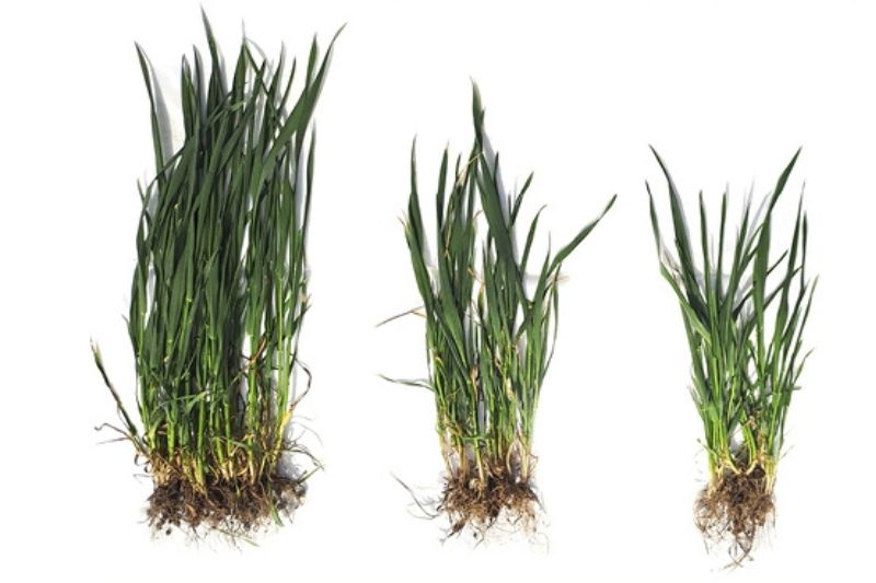 Monitoring of field 09.04.2024


Ø number of tillers /plants




Conventional seeding
Competitive machine
DIRECTO NO


5,83
3,25
2,69