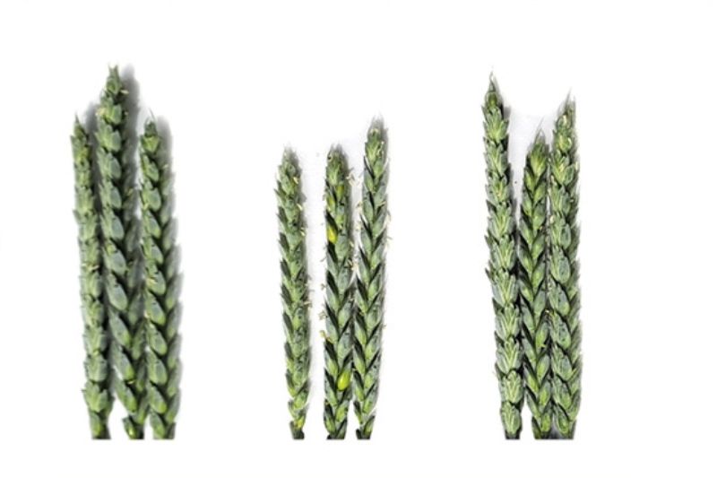 Monitoring of field 30.05.2024


Ø number of spike/m2




Conventional seeding
Competitive machine
DIRECTO NO


415
473
560