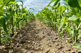 inter-row-cultivation-corn-loose-soil