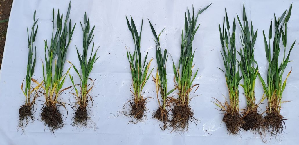 Sprayer 130 l/ha
NEVEON 100 l/ha
NEVEON 150 l/ha


Ø Tillers 3,33
Ø Tillers 5,33
Ø Tillers 6,67