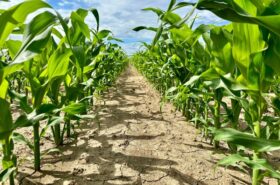 row-cultivation-dry-soil-corn