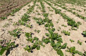 sugar-beet-field-drought-conditions
