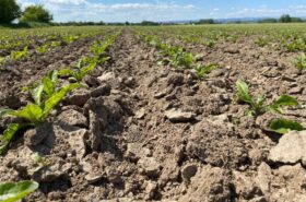 sugar-beet-row-loosened-soil