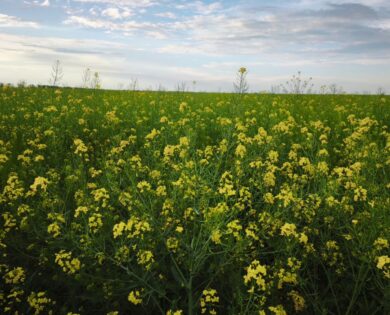 flowering oilseed rape field odesa trial