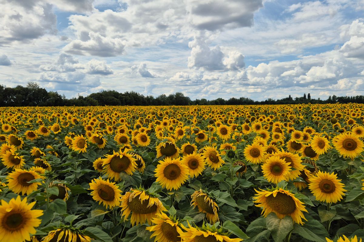 Соняшник, посіяний сівалкою BEDNAR MATADOR по стерні кукурудзи, міжряддя – 37,5 см.
Фото зроблене в липні 2026 р.