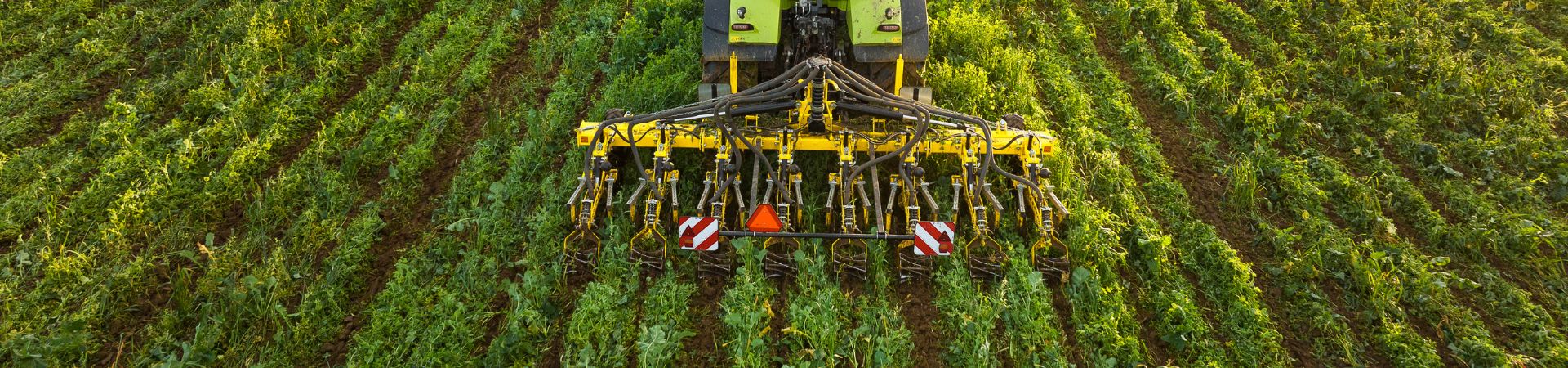 Strip-till cultivation is one of the ways to achieve higher yield