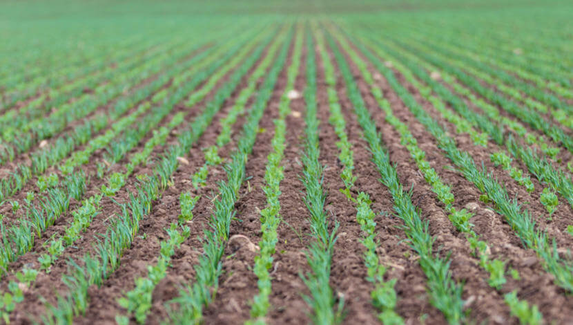 SEEDING AT VARIOUS DEPTH LEVELS, OR IN EVERY OTHER ROW